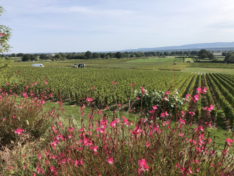 5 - Bike tour - Burgundy