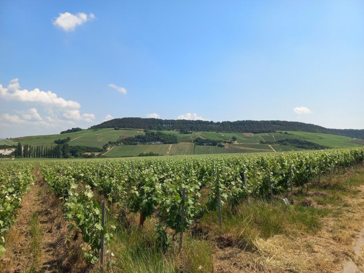 5 - Séjour à vélo - Champagne