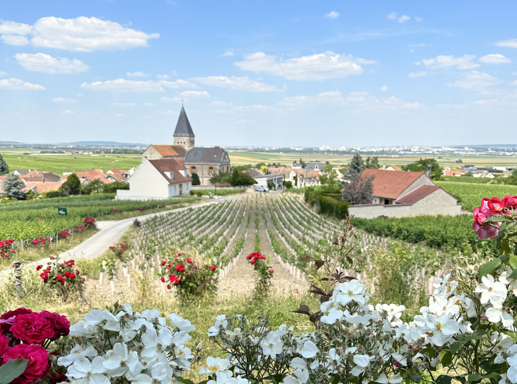 6 - Séjour à vélo - Champagne