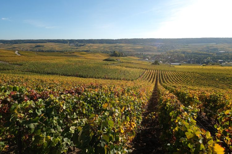 2 - Visite à vélo - Champagne