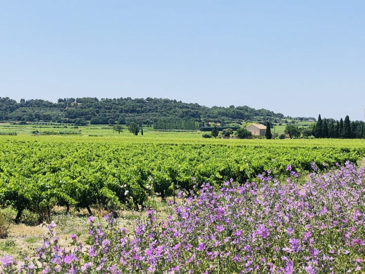 1 - Bike Tour - Provence