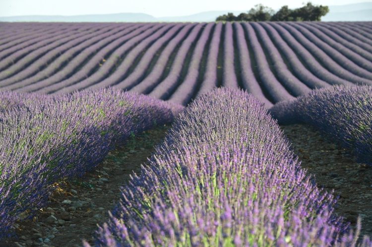 7 - Bike tour - Provence