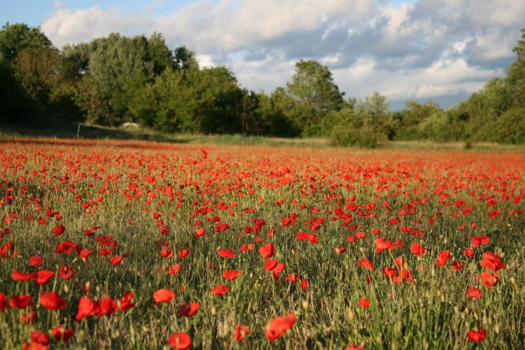 4 - Cycling break - Provence