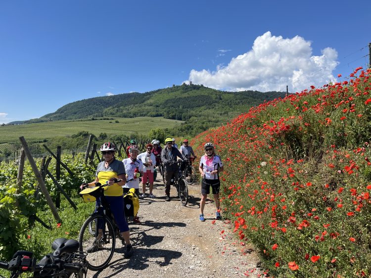 6 - Bike tour - Alsace